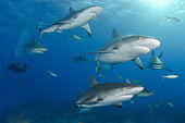 Caribbean Reef Sharks, Carcharhinus perezi, at Fish Tales near Tiger Beach, Grand Bahama Bank, Caribbean Sea, Atlantic Ocean.