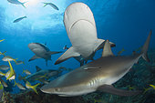 Caribbean Reef Shark, Carcharhinus perezi, Bahamas, Caribbean Sea.