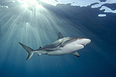 Caribbean Reef Shark, Carcharhinus perezi, Triangle Rocks, Bimini Island, Bahamas, Caribbean Sea.