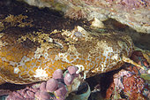 Cobbler wobbegong head close up, Sutorectus tentaculatus, Bremer Bay, Western Australia, Southern Ocean.