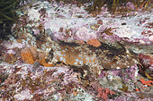 Cobbler wobbegong, Sutorectus tentaculatus, camouflaged under a ledge in Bremer Bay, Western Australia, Southern Ocean.