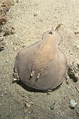 Coffin ray, Hypnos monopterygium, numb ray, Exmouth, Western Australia, Indian Ocean.
