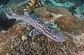 Coral Catshark, Atelomycterus marmoratus, Bugtong Batu Seamount, Malapascua Island, Visayan Sea, Philippines.