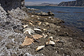 Discarded heads of Pacific sharpnose sharks, Rhizoprionodon longurio, smooth hammerhead sharks, Sphyrna zygaena, numerous guitarfishes and a filleted butterfly ray. Mulege, Sea of Cortez, Mexico.