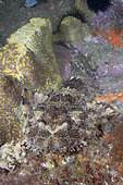 Dwarf Ornate Wobbegong Shark (Orectolobus ornatus). A.k.a. Ornate Wobbegong or Banded Wobbegong. Fish Rock, South West Rocks, New South Wales, Australia.