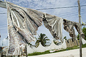 Spotted Eagle Ray wings (Aetobatus narinari) drying in the sun. Holbox Island, Mexico.