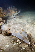 Eastern Shovelnose Ray (Aptychotrema rostrata) a.k.a. Long snouted shovelnose ray or shovelnose shark. Nelson Bay, New South Wales, Australia.