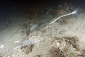 Eastern Shovelnose Ray (Aptychotrema rostrata) a.k.a. Long snouted shovelnose ray or shovelnose shark. Nelson Bay, New South Wales, Australia.