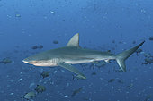 Galapagos Shark, Carcharhinus galapagensis. Socorro Island, Revillagigedo Archipelago, Mexico, Eastern Pacific.