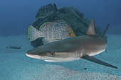 Juvenile Galapagos Shark, Carcharhinus galapagensis. Socorro Island, Revillagigedo Archipelago, Mexico, Eastern Pacific.
