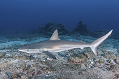 Juvenile Galapagos Shark, Carcharhinus galapagensis. Socorro Island, Revillagigedo Archipelago, Mexico, Eastern Pacific.
