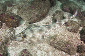 Gorgona Guitarfish, Rhinobatos prahli, Coiba, Panama, Eastern Pacific.