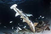 Great Hammerhead Shark - Sphyrna mokarran - biting the tail of a nurse shark - ginglymostoma cirratum - near South Bimini Island, Bahamas, Caribbean Sea.