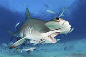 Grand requin marteau (Sphyrna mokarran) bouche ouverte, Île de Bimini Sud, Bahamas, mer des Caraïbes.