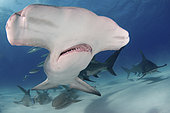 Great Hammerhead Shark, Sphyrna mokarran. The largest species of hammerhead shark attaining lengths of upto 6m. South Bimini Island, Bahamas, Caribbean Sea.