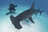 Great Hammerhead Shark - Sphyrna mokarran - with diver near South Bimini Island, Bahamas, Caribbean Sea.
