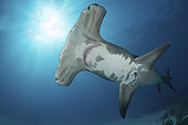 Great Hammerhead Shark, Sphyrna mokarran. The largest species of hammerhead shark attaining lengths of upto 6m. South Bimini Island, Bahamas, Caribbean Sea.