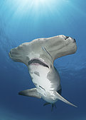 Great Hammerhead Shark, Sphyrna mokarran. The largest species of hammerhead shark attaining lengths of upto 6m. South Bimini Island, Bahamas, Caribbean Sea.