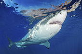 Great White Shark, Carcharodon carcharias. Aka white pointer, white shark, white death, blue pointer, landlord or mackeral shark. Guadalupe Island, Mexico, Eastern Pacific.