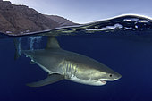 Great White Shark, Carcharodon carcharias. Aka white pointer, white shark, white death, blue pointer, landlord or mackeral shark. Over under or split frame image at Guadalupe Island, Mexico, Eastern Pacific.