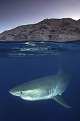 Great White Shark, Carcharodon carcharias. Aka white pointer, white shark, white death, blue pointer, landlord or mackeral shark. Over under or split frame image at Guadalupe Island, Mexico, Eastern Pacific.
