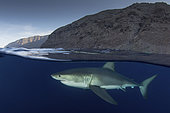 Great White Shark, Carcharodon carcharias. Aka white pointer, white shark, white death, blue pointer, landlord or mackeral shark. Over under or split frame image at Guadalupe Island, Mexico, Eastern Pacific.
