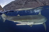 Claspers of a mature male Great White Shark, Carcharodon carcharias. Aka white pointer, white shark, white death, blue pointer, landlord or mackeral shark. Over under or split frame image at Guadalupe Island, Mexico, Eastern Pacific.