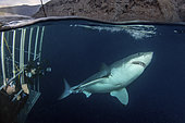 Great White Shark - Carcharodon carcharias - next to a shark cage with hookah divers. Aka white pointer, white shark, white death, blue pointer, landlord or mackeral shark. Over under or split frame image at Guadalupe Island, Mexico, Eastern Pacific.