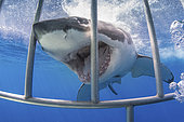 Great White Shark - Carcharodon carcharias - outside the bars of a shark cage. Aka white pointer, white shark, white death, blue pointer, landlord or mackeral shark. Guadalupe Island, Mexico, Eastern Pacific.
