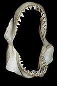 Jaws of a Great White Shark Carcharodon carcharias. The powerful jaw and broad serrated teeth of the great white are well designed to cut through flesh and bone.