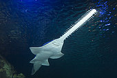 Green Sawfish - Pristis Zijsron. Also called Longcomb Sawfish.