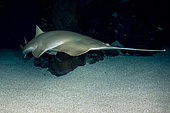 Green sawfish, Pristis zijsron, an inhbitant of salt, brackish and freshwater habitats in the Indo-Pacific from India to Australia.