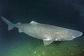 Greenland Shark, Somniosus microcephalus, A member of the sleeper shark family. Baie Comeeau, Quebec, Canada, Saint Lawrence River, Atlantic Ocean.