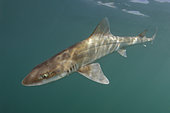 Grey Smoothhound Shark, Mustelus californicus, San Felipe, Sea of Cortez, Baja, Mexico.