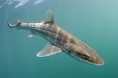 Grey Smoothhound Shark, Mustelus californicus, San Felipe, Sea of Cortez, Baja, Mexico.