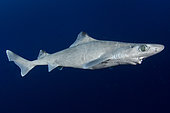 Gulper Shark, Centrophorus granulosus, Cape Eleuthera, Bahamas, Atlantic Ocean.