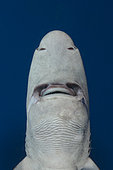Gulper Shark; Centrophorus granulosus; Cape Eleuthera; Bahamas; Atlantic Ocean.