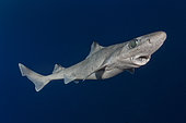 Gulper Shark, Centrophorus granulosus, Cape Eleuthera, Bahamas, Atlantic Ocean.