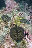 Haller's Round Stingray, Urobatis halleri. Aka Round Ray or Cortez Ray. Midriff Islands, Sea of Cortez, Mexico.