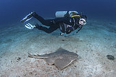 Japanese Angelshark - Squatina japonica - with diver. Aka Japanese Angel Shark. Hatsushima Island, Izu Peninsula, Honshu, Sea of Japan.