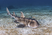 Requin dormeur nekozame (Heterodontus japonicus) sur le fond. Île de Hatsushima, péninsule d'Izu, mer du Japon.