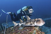 Japanese Bullhead Shark - Heterodontus japonicus - with diver. Aka Japanese horn shark. Heterodontidae. Hatsushima Island, Izu Peninsula, Sea of Japan.