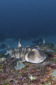 Japanese Bullhead Shark, Heterodontus japonicus. Aka Japanese horn shark. Heterodontidae. Hatsushima Island, Izu Peninsula, Sea of Japan.
