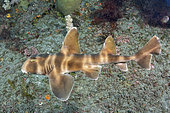 Requin dormeur nekozame (Heterodontus japonicus) au dessus du fond, Tateyama, Chiba, Honshu, mer du Japon.