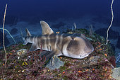 Requin dormeur nekozame (Heterodontus japonicus) sur le fond. Île de Hatsushima, péninsule d'Izu, mer du Japon.