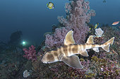 Requin dormeur nekozame (Heterodontus japonicus) sur le fond, Tateyama, Chiba, Honshu, mer du Japon.