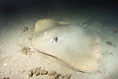 Jenkins' whipray at night, Himantura jenkinsii, also called the Roughback stingray and Jenkins stingray, Exmouth, Western Australia, Indian Ocean.