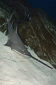 Largetooth sawfish, Pristis microdon, a.k.a. freshwater sawfish although it inhabits both fresh and saltwater environments.