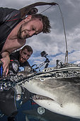 Lemon Shark (Negaprion brevirostris) being photographed by a diver on a boat at Tiger Beach; a popular shark diving spot on Little Bahama Bank in the Northern Caribbean.