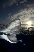 Lemon shark, Negaprion brevirostris, Northern Bahamas, Atlantic Ocean.